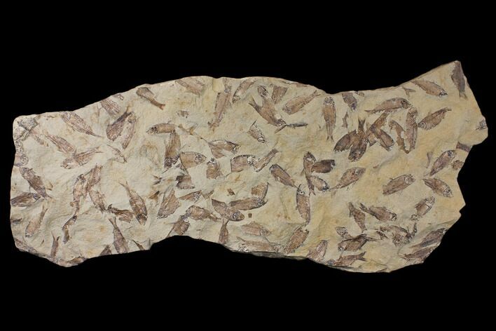 Fossil Fish (Gosiutichthys) Mortality Plate - Lake Gosiute #130103